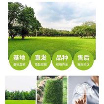 北京顺义优质草坪销售混播草坪高羊茅早熟禾果岭