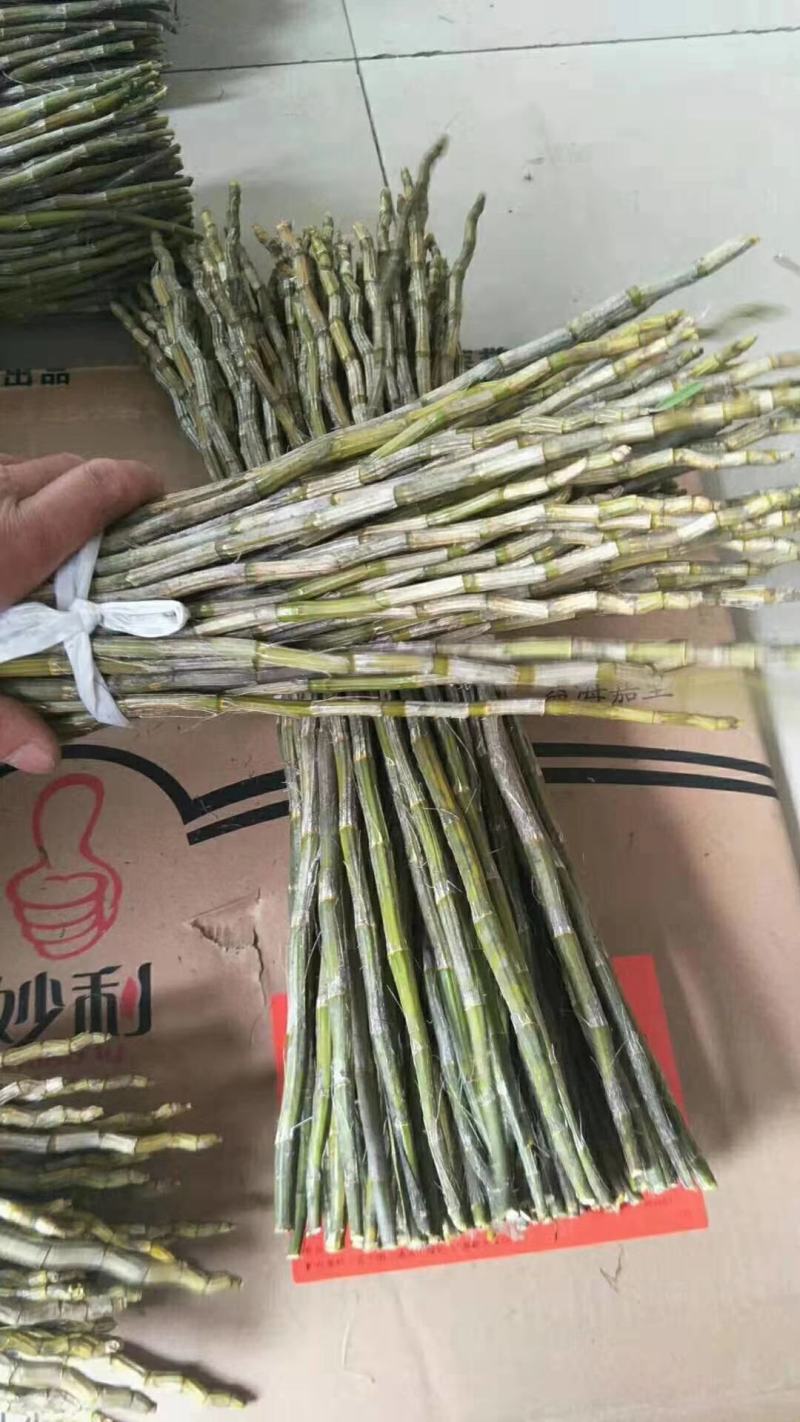 夹江叠鞘石斛鲜条，长期有货，全部是粗条，有需要的老板可以