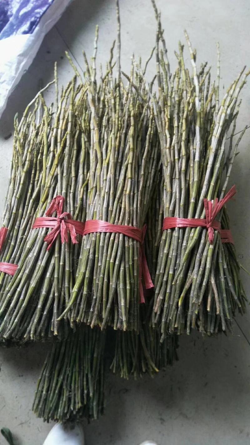 夹江叠鞘石斛鲜条，长期有货，全部是粗条，有需要的老板可以