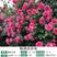 藤本月季，爬藤月季，粉龙红龙王妃庆典蒂娜30多品种