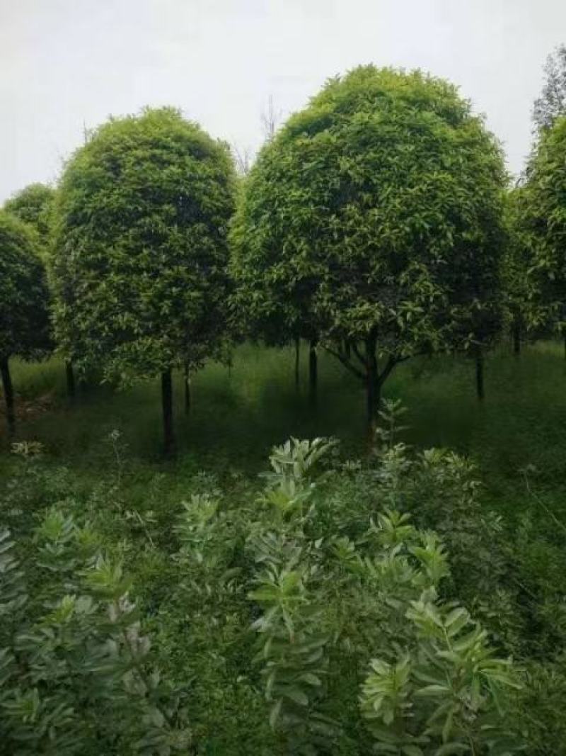 桂花