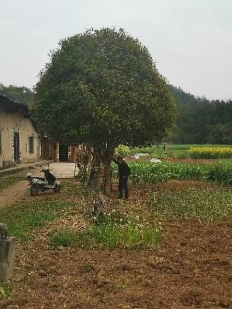 桂花