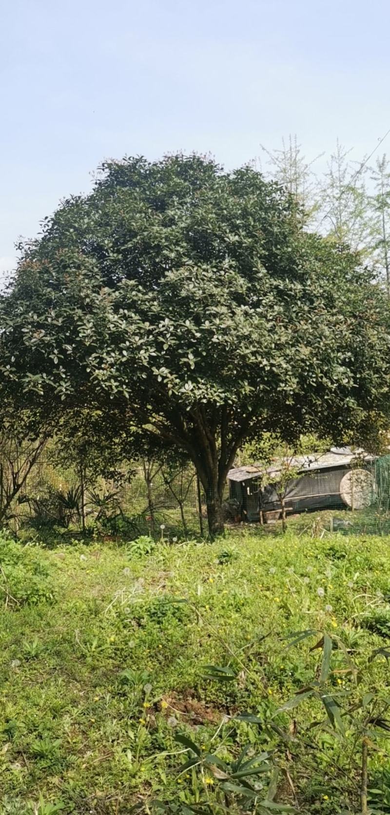 桂花