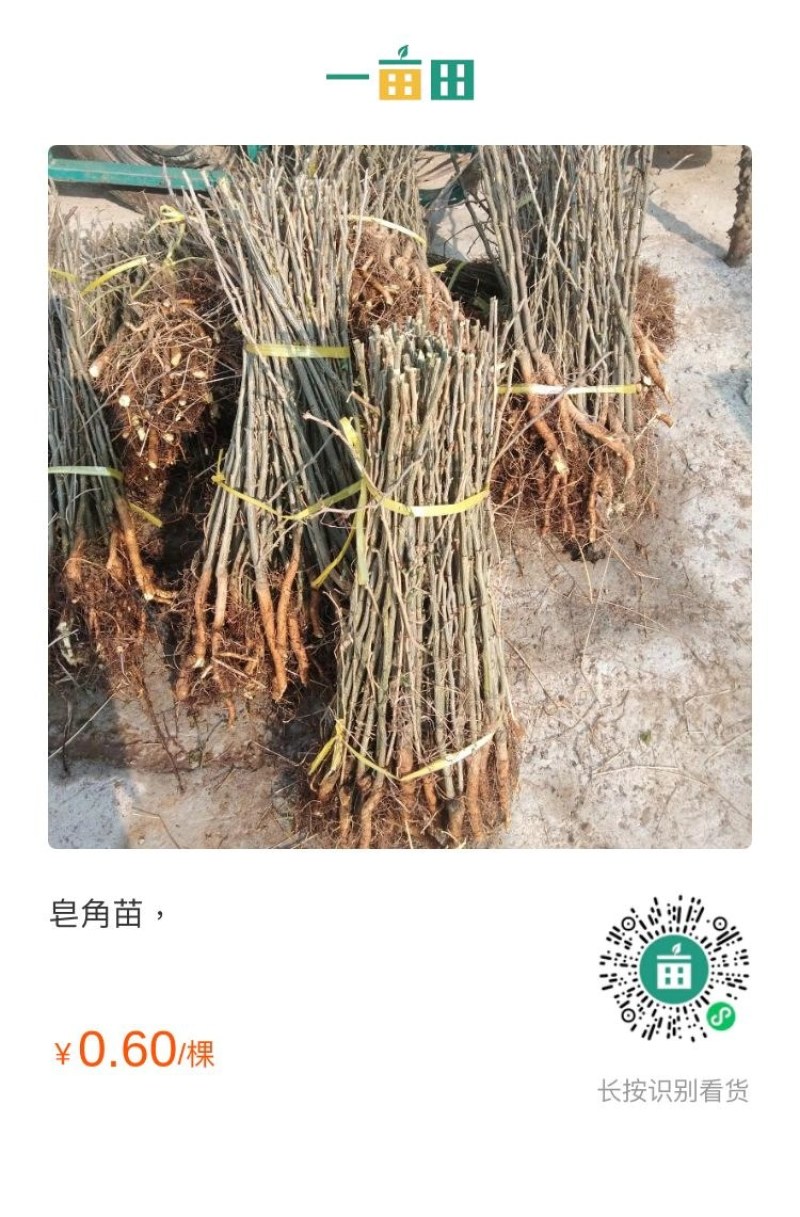 皂角苗，用来绿化环境，皂角溂也可以用来喝水