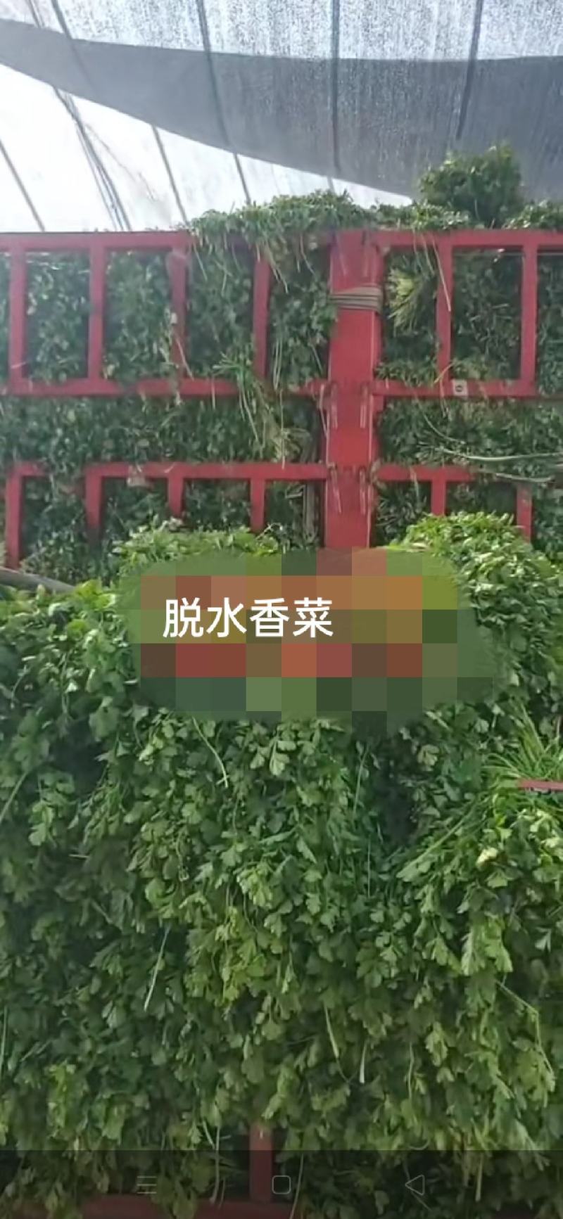 供应脱水香菜，质优价廉，一手货源，量大从优，欢迎来电咨询
