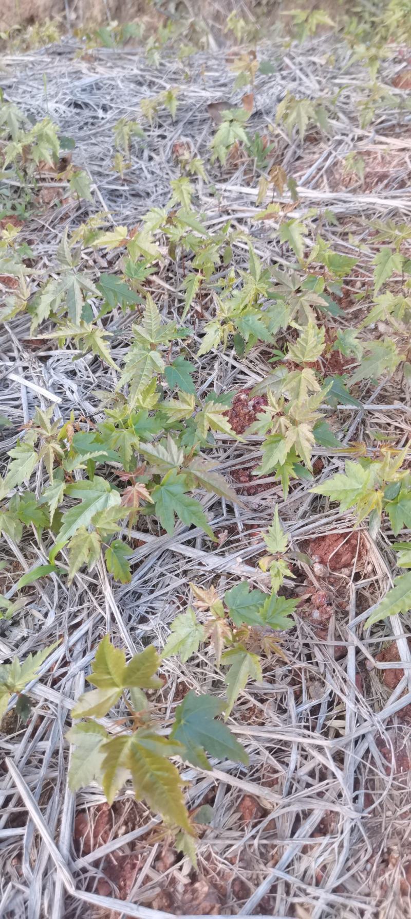 青枫芽苗，原生苗，江西青枫小苗，苗圃直供，走量批发