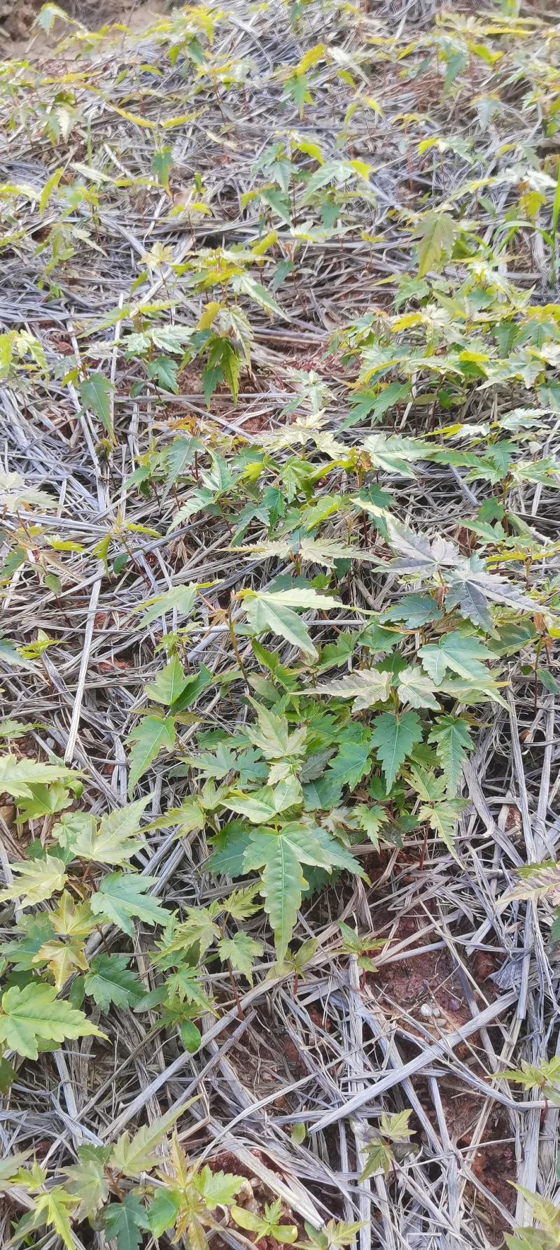 青枫芽苗，原生苗，江西青枫小苗，苗圃直供，走量批发