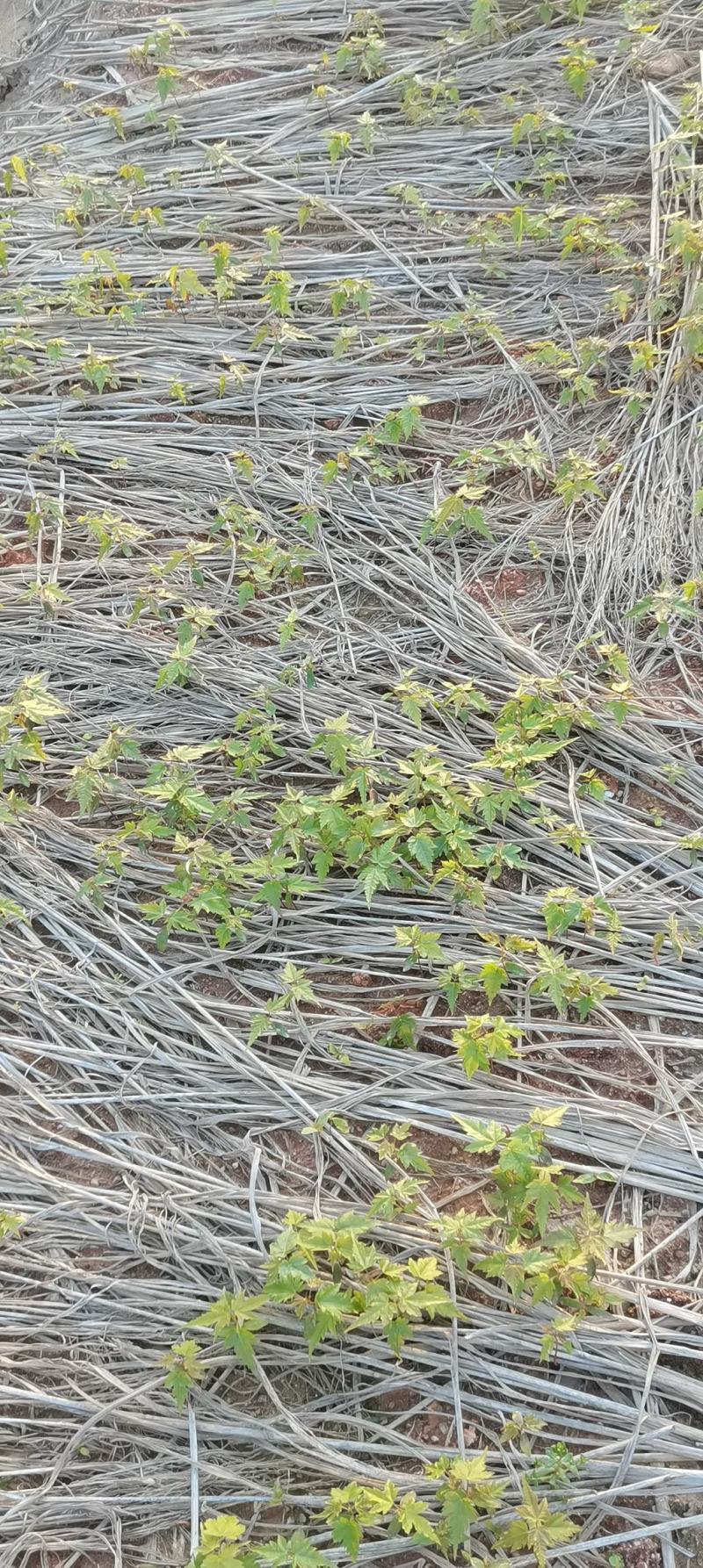 青枫芽苗，原生苗，江西青枫小苗，苗圃直供，走量批发