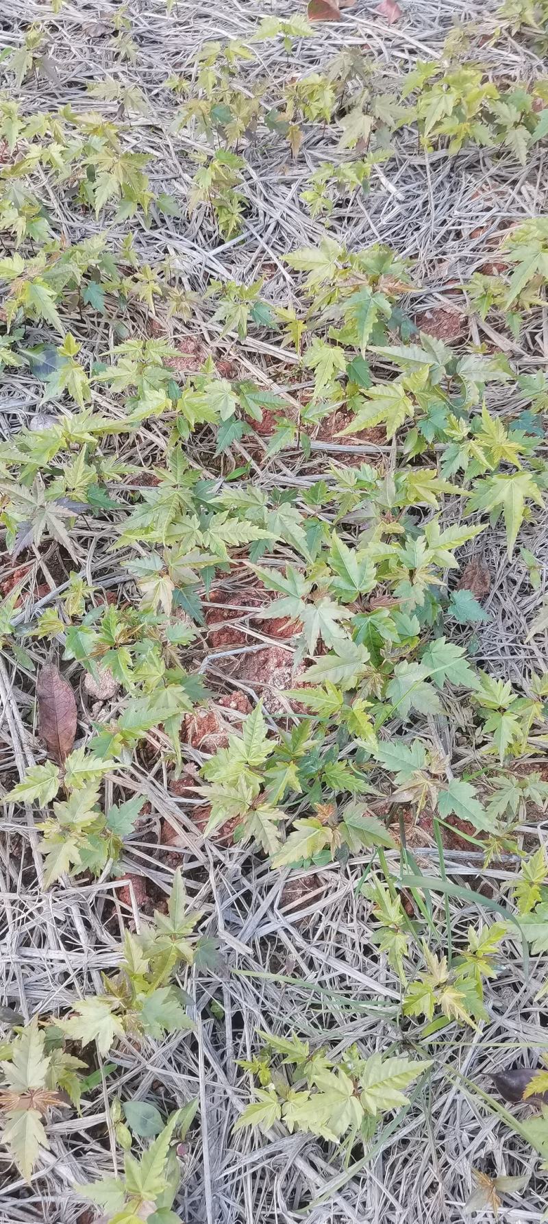 青枫芽苗，原生苗，江西青枫小苗，苗圃直供，走量批发