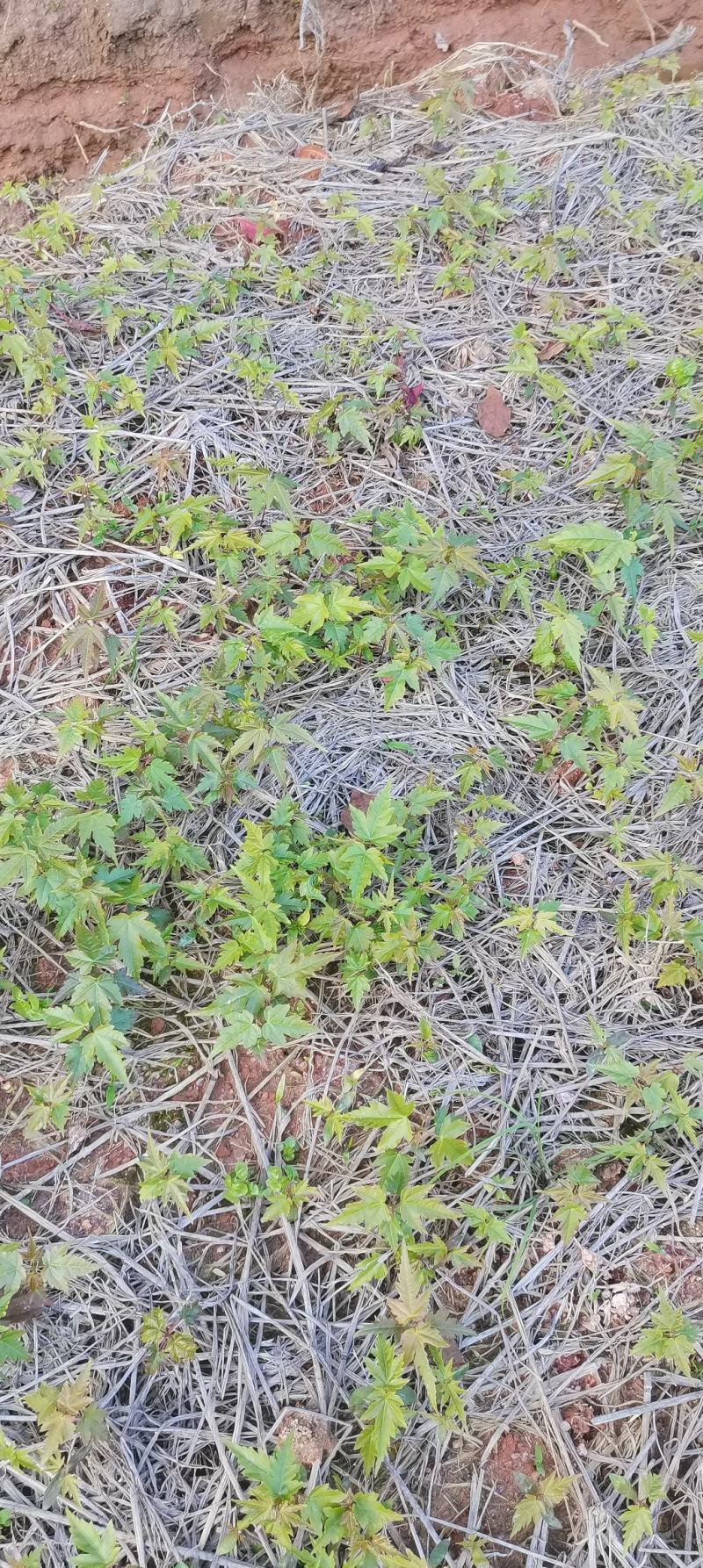 青枫芽苗，原生苗，江西青枫小苗，苗圃直供，走量批发
