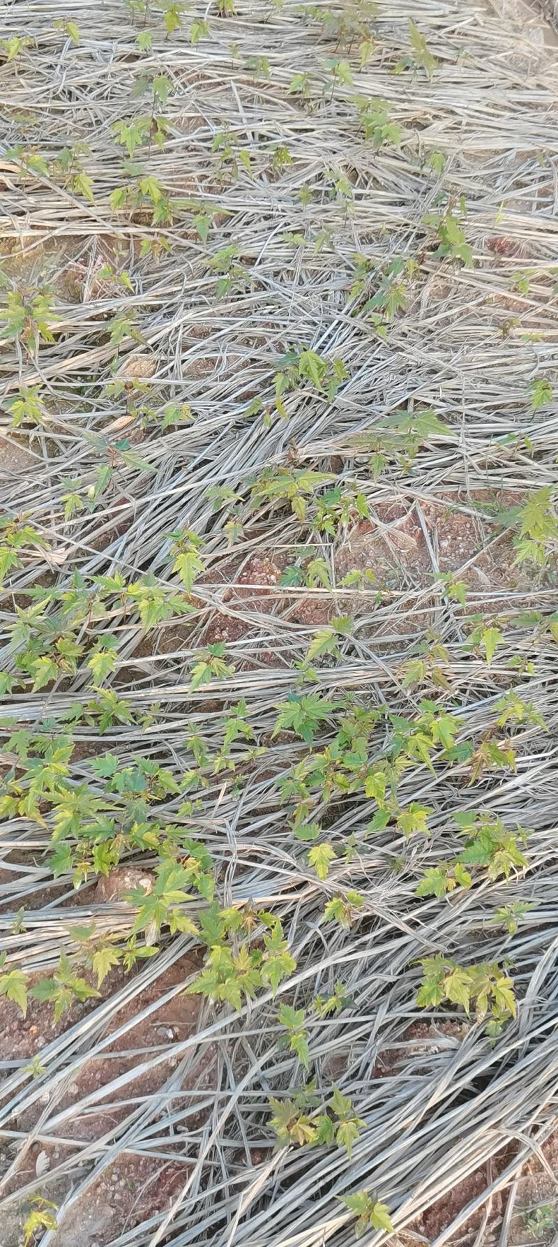 青枫芽苗，原生苗，江西青枫小苗，苗圃直供，走量批发