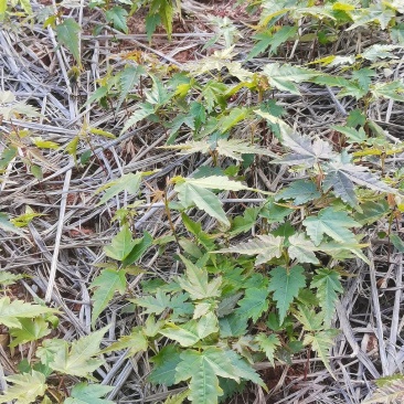 青枫芽苗，原生苗，江西青枫小苗，苗圃直供，走量批发