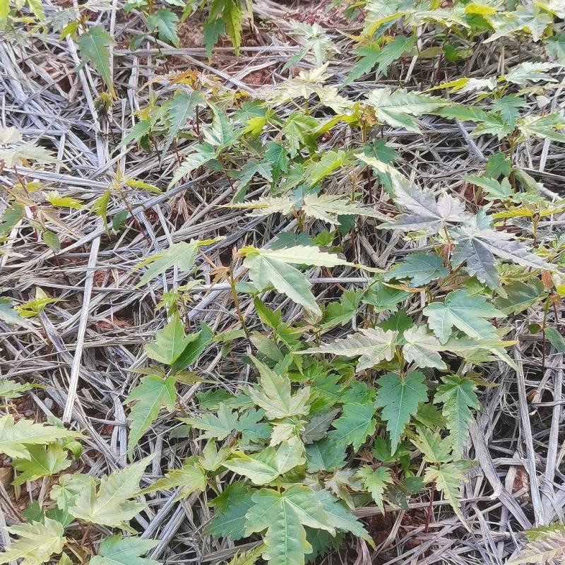 青枫芽苗，原生苗，江西青枫小苗，苗圃直供，走量批发