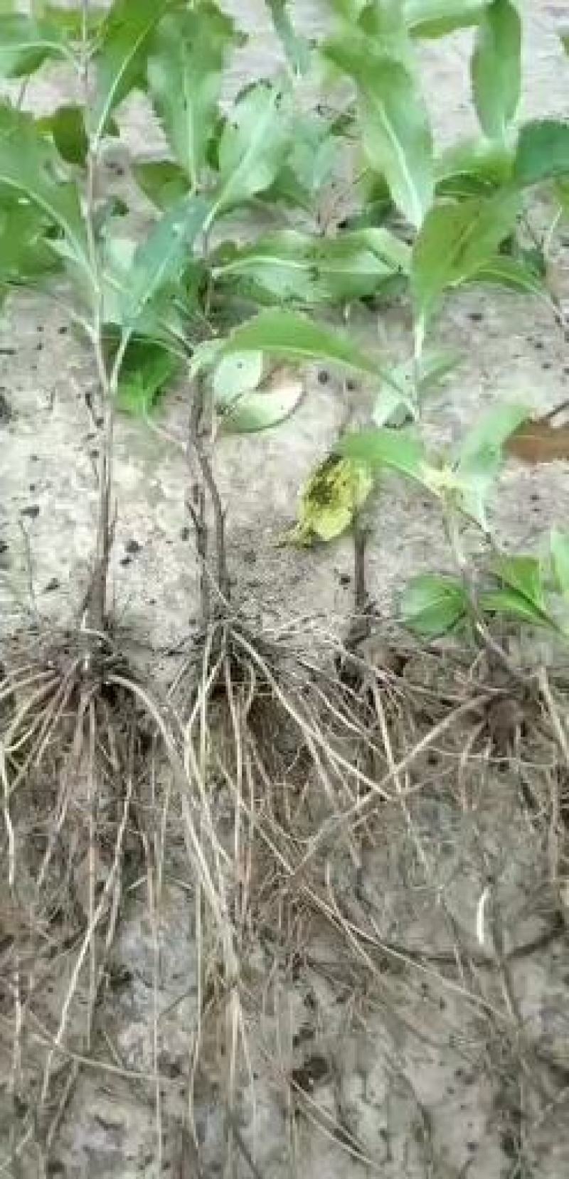 【精品】苍术种苗苗圃基地直发提供技术品质保证