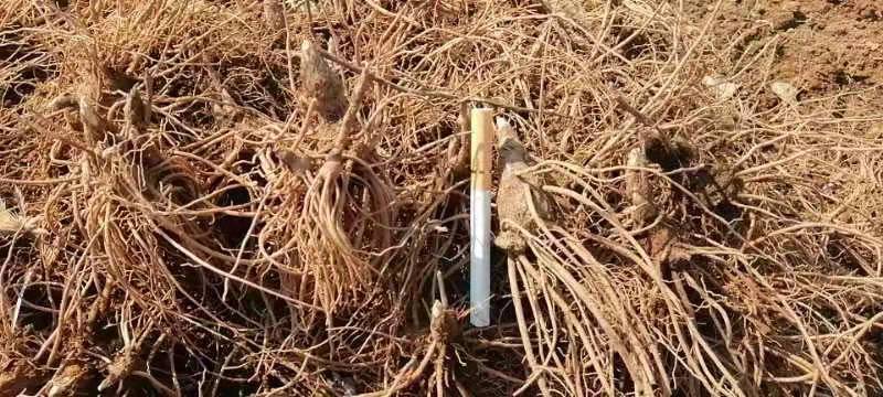 【精品】苍术种苗苗圃基地直发提供技术品质保证