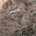【精品】苍术种苗苗圃基地直发提供技术品质保证