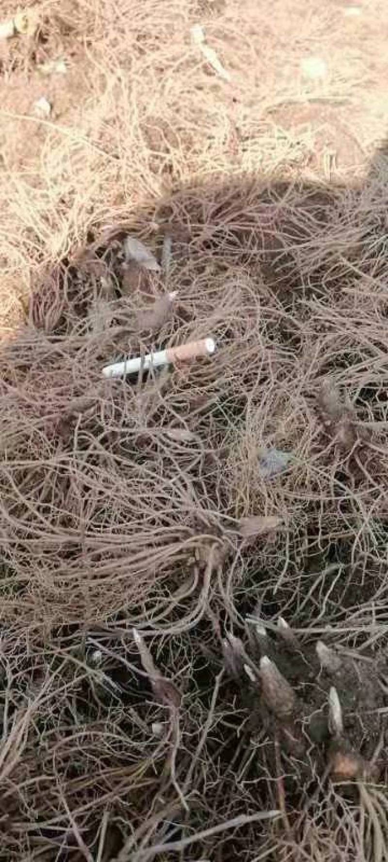 【精品】苍术种苗苗圃基地直发提供技术品质保证