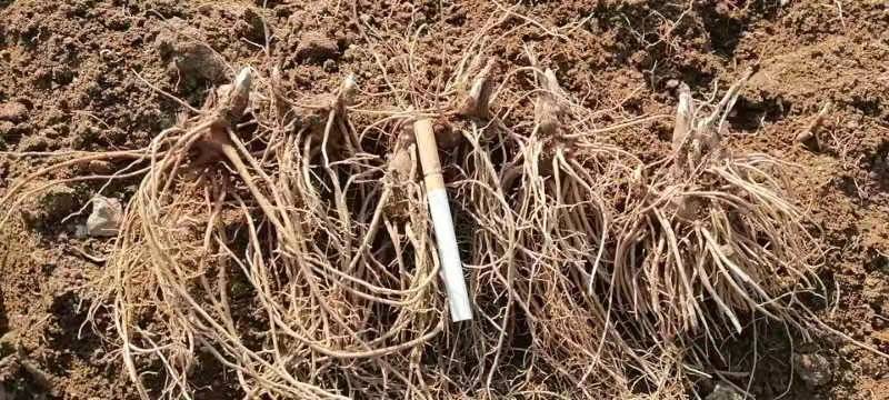 【精品】苍术种苗苗圃基地直发提供技术品质保证