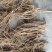 【精品】苍术种苗苗圃基地直发提供技术品质保证