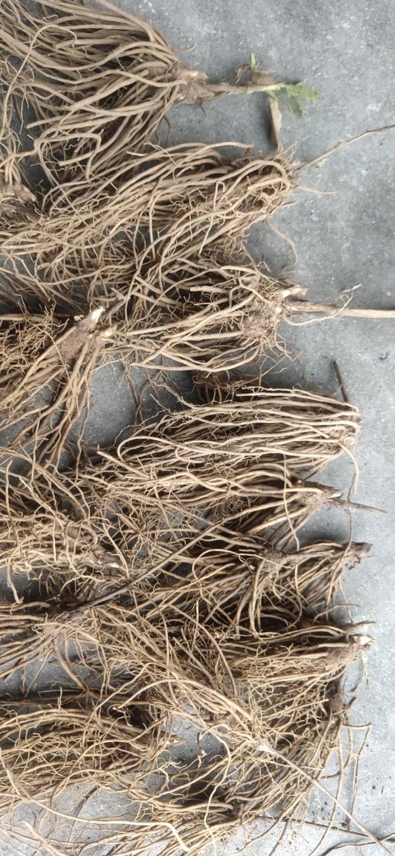 【精品】苍术种苗苗圃基地直发提供技术品质保证
