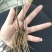 【精品】苍术种苗苗圃基地直发提供技术品质保证