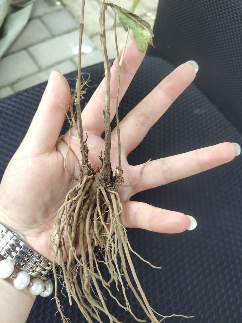 【精品】苍术种苗苗圃基地直发提供技术品质保证