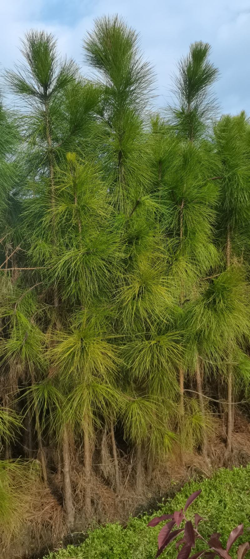 4公分湿地松，田苗，土球质量好，大量供应