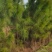 4公分湿地松，田苗，土球质量好，大量供应