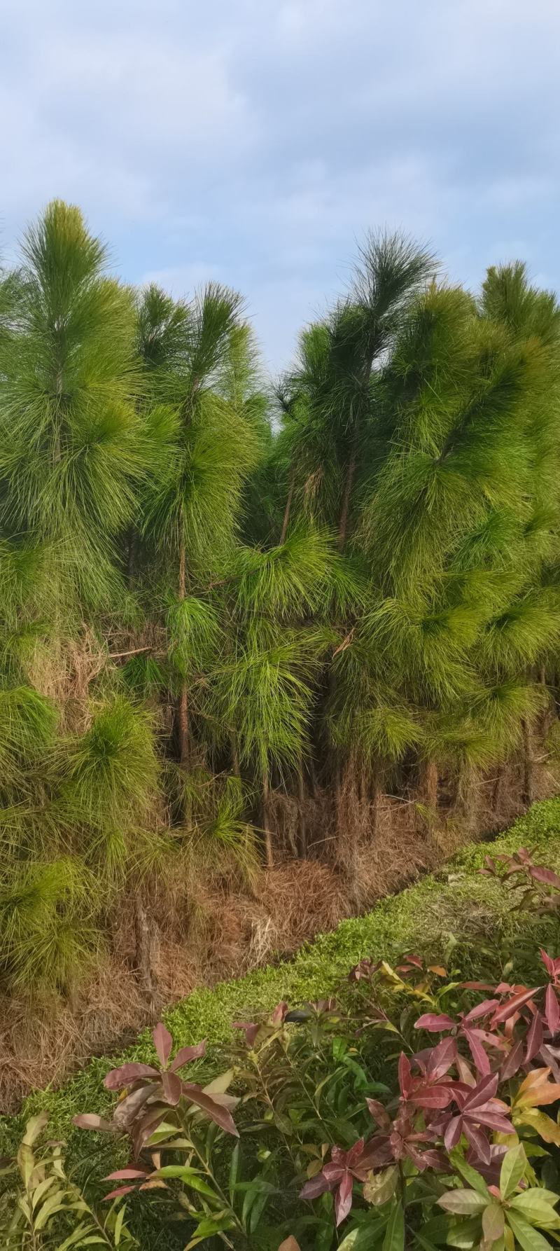 4公分湿地松，田苗，土球质量好，大量供应