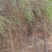 4公分湿地松，田苗，土球质量好，大量供应