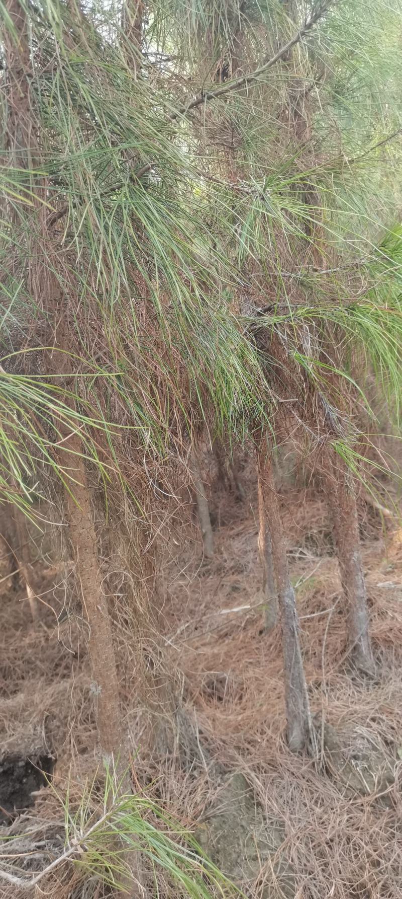 4公分湿地松，田苗，土球质量好，大量供应