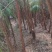 4公分湿地松，田苗，土球质量好，大量供应
