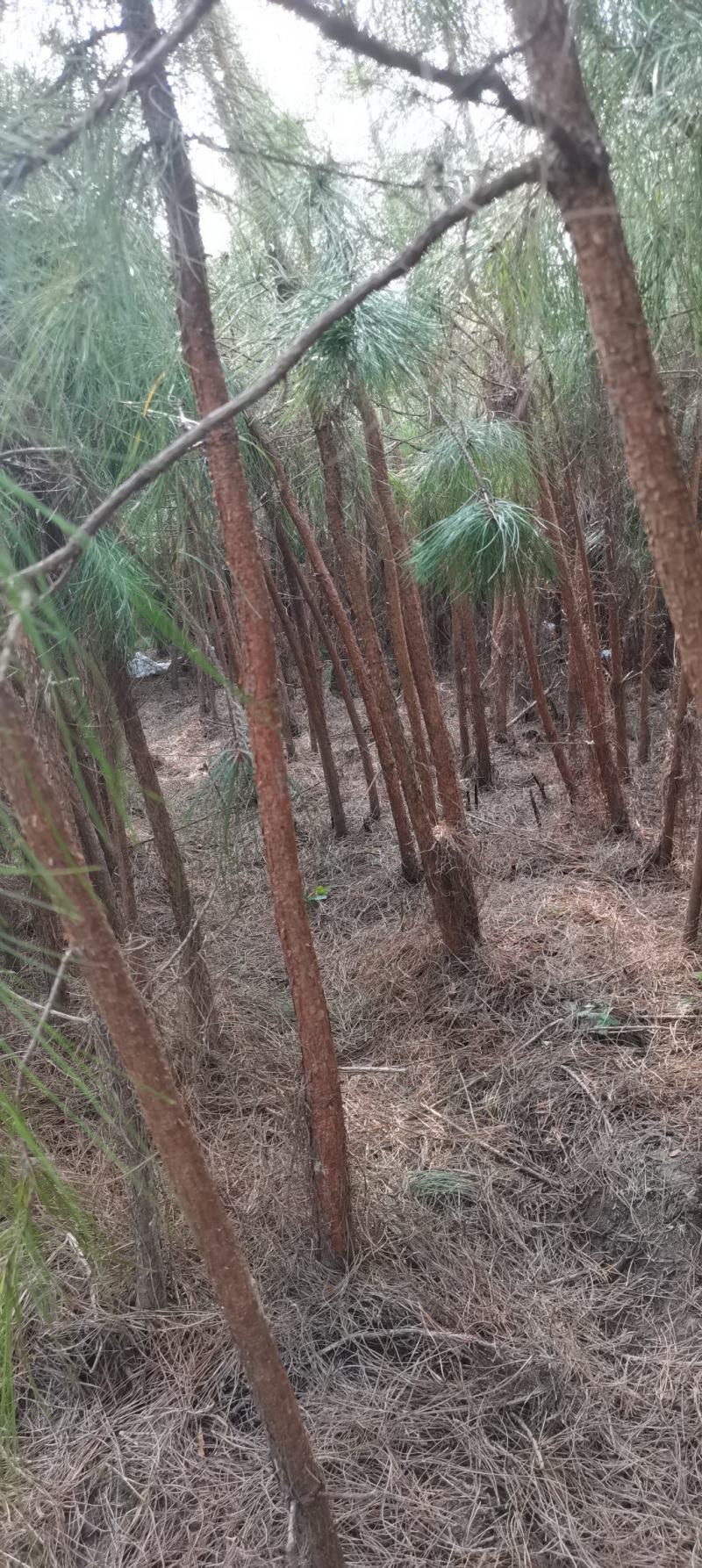 4公分湿地松，田苗，土球质量好，大量供应
