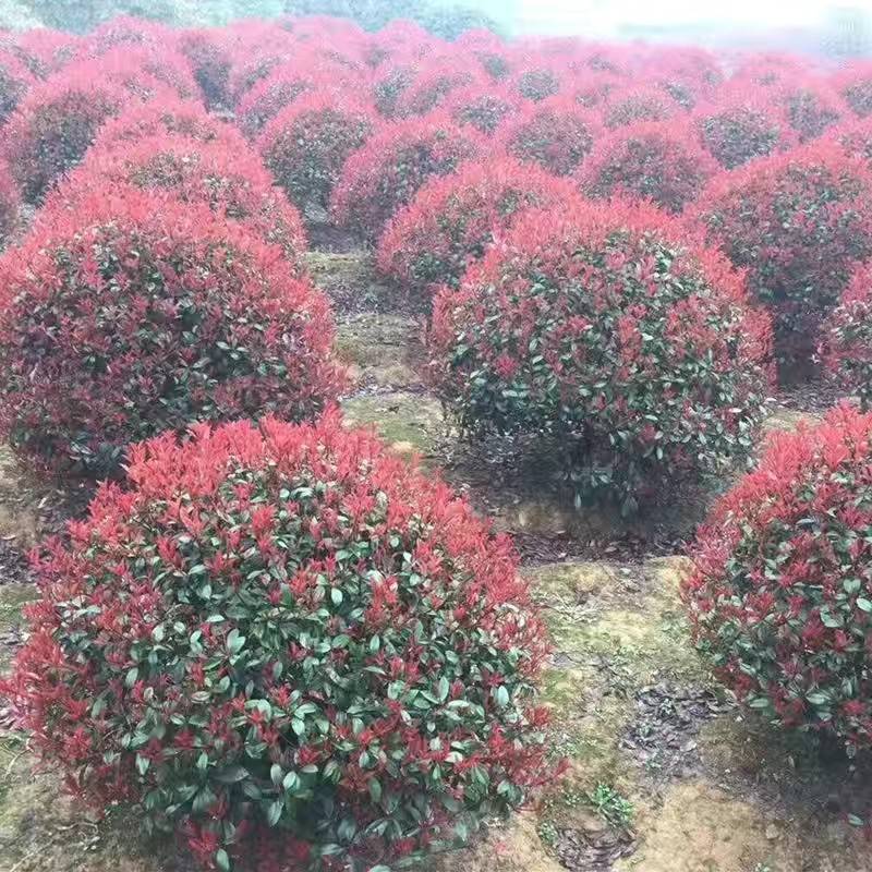 红叶石楠苗红叶石楠树苗火焰红小苗红叶石楠球球形庭院绿篱绿
