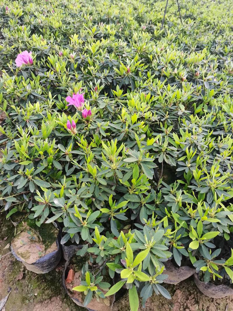 产地供应杜鹃杯苗毛鹃色块毛鹃毛球杜鹃套杯芽苗量大从优批发