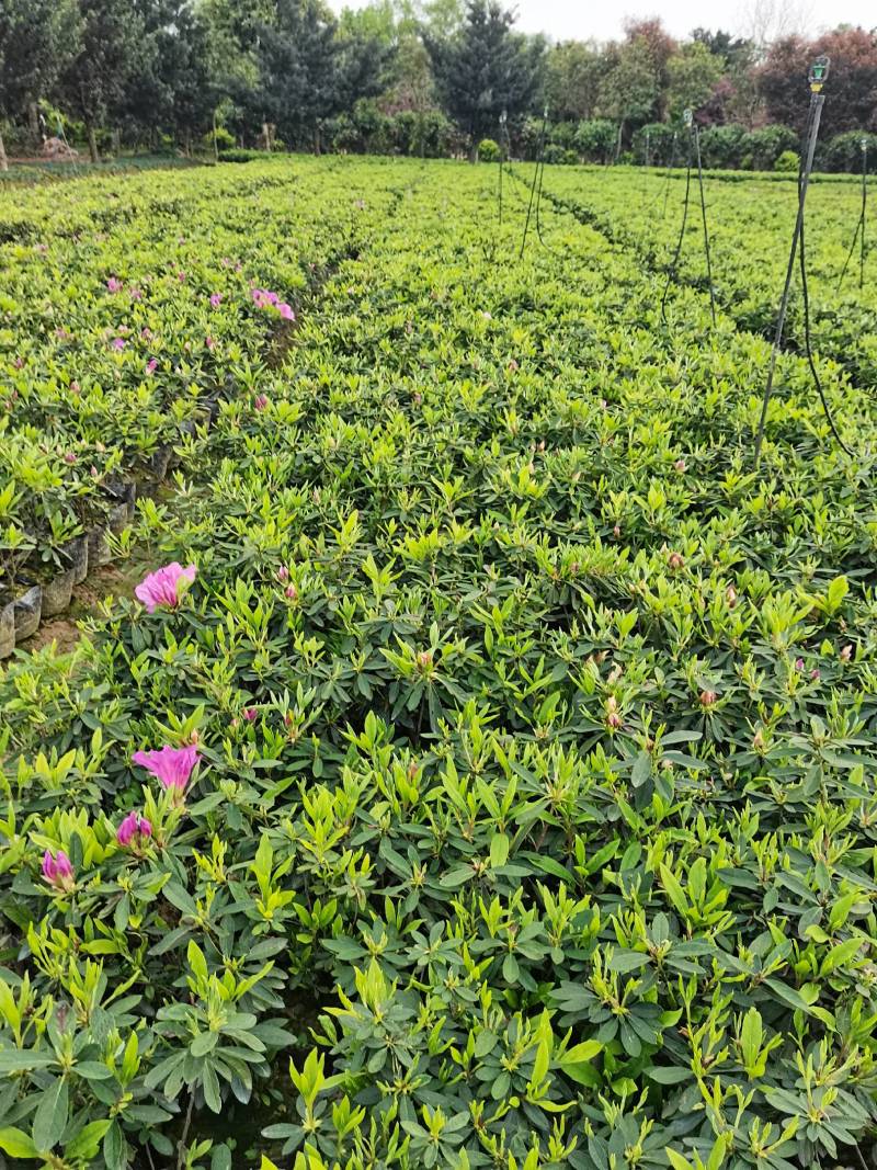产地供应杜鹃杯苗毛鹃色块毛鹃毛球杜鹃套杯芽苗量大从优批发