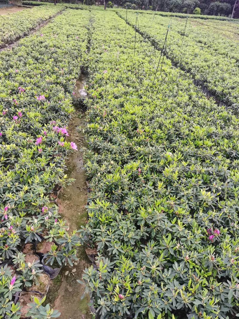 产地供应杜鹃杯苗毛鹃色块毛鹃毛球杜鹃套杯芽苗量大从优批发