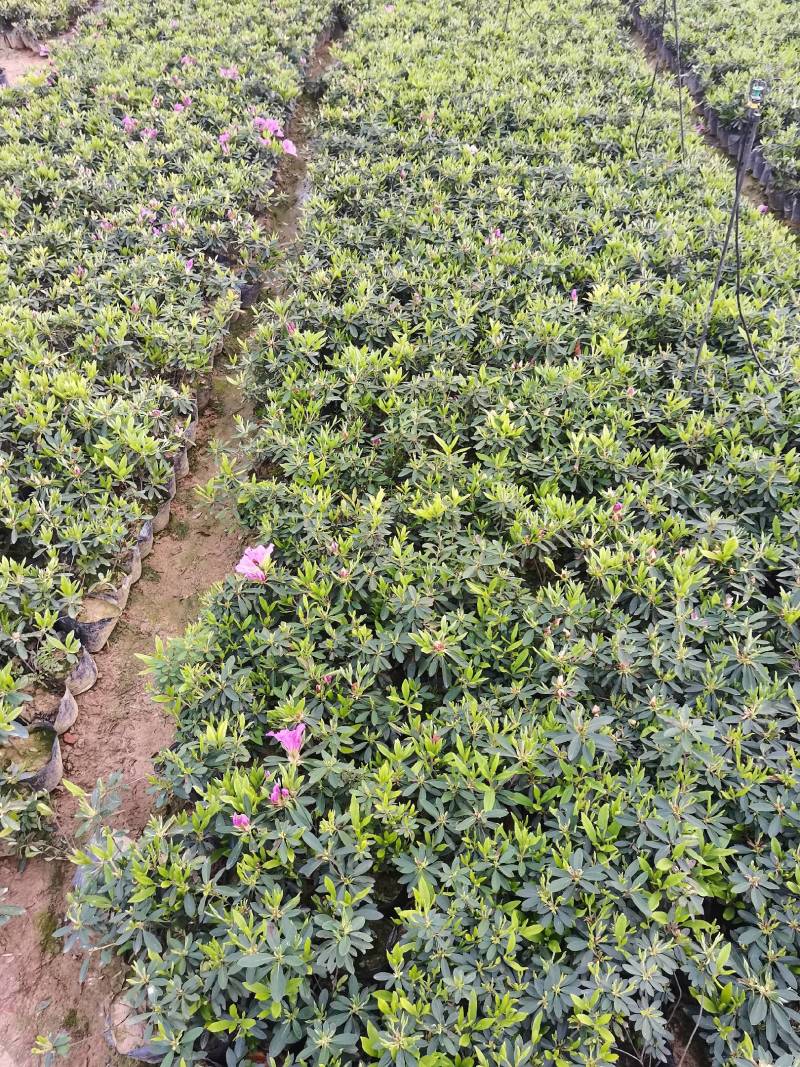 产地供应杜鹃杯苗毛鹃色块毛鹃毛球杜鹃套杯芽苗量大从优批发