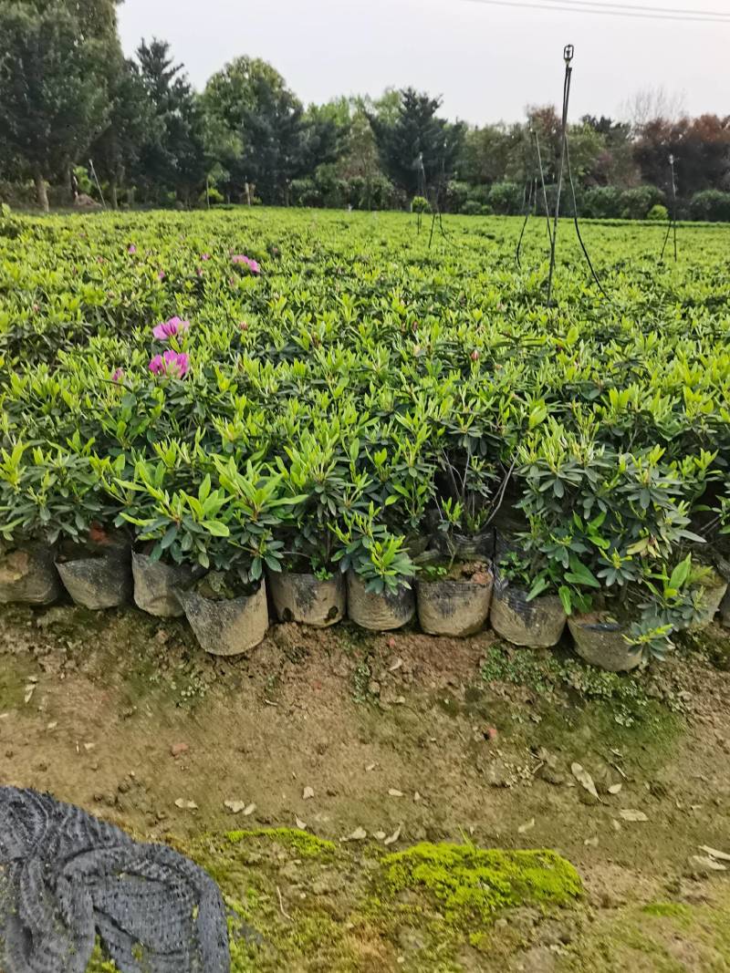 产地供应杜鹃杯苗毛鹃色块毛鹃毛球杜鹃套杯芽苗量大从优批发
