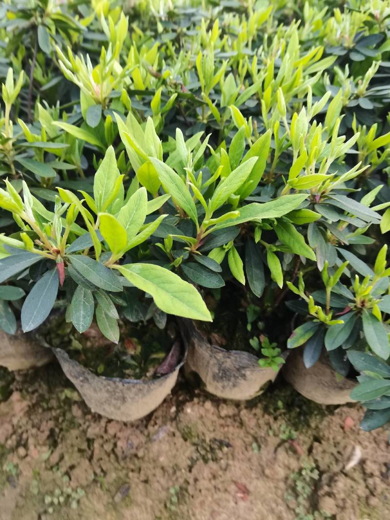 产地供应杜鹃杯苗毛鹃色块毛鹃毛球杜鹃套杯芽苗量大从优批发