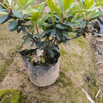 产地供应杜鹃杯苗毛鹃色块毛鹃毛球杜鹃套杯芽苗量大从优批发