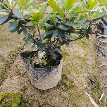 产地供应杜鹃杯苗毛鹃色块毛鹃毛球杜鹃套杯芽苗量大从优批发