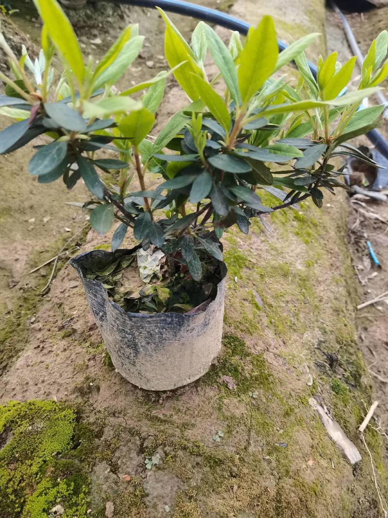 产地供应杜鹃杯苗毛鹃色块毛鹃毛球杜鹃套杯芽苗量大从优批发