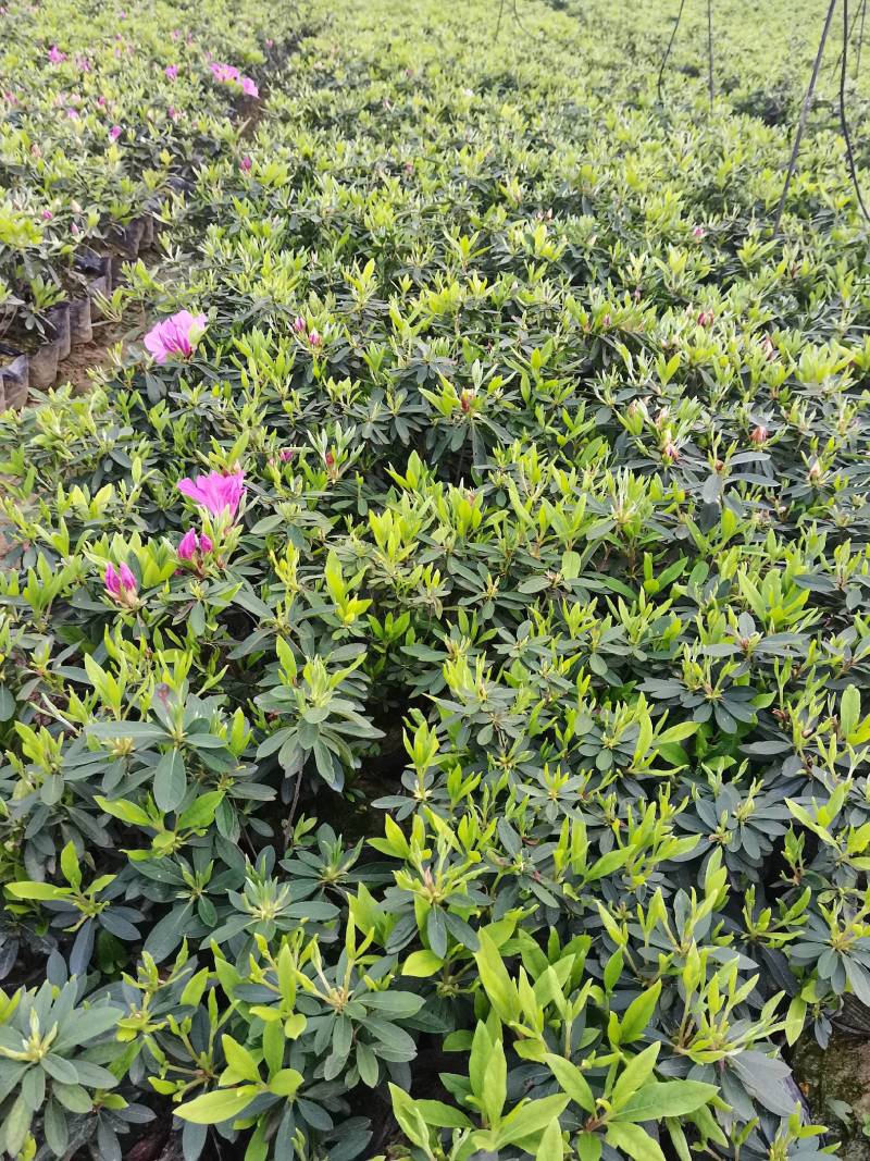 产地供应杜鹃杯苗毛鹃色块毛鹃毛球杜鹃套杯芽苗量大从优批发