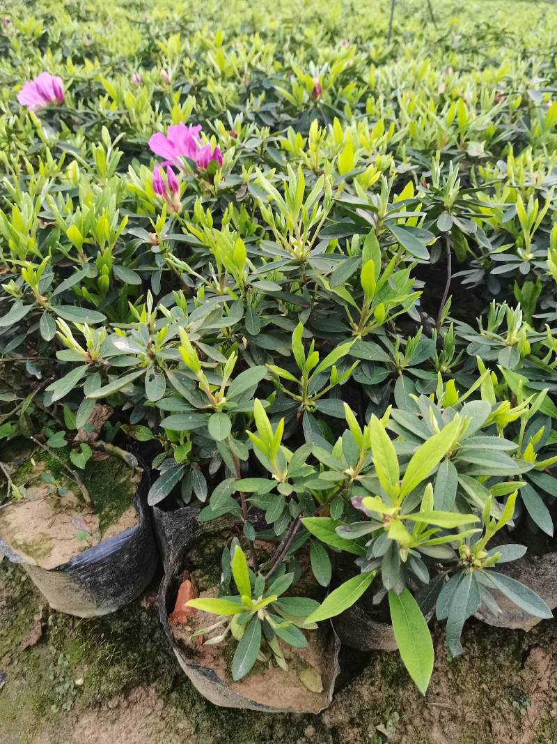 产地供应杜鹃杯苗毛鹃色块毛鹃毛球杜鹃套杯芽苗量大从优批发