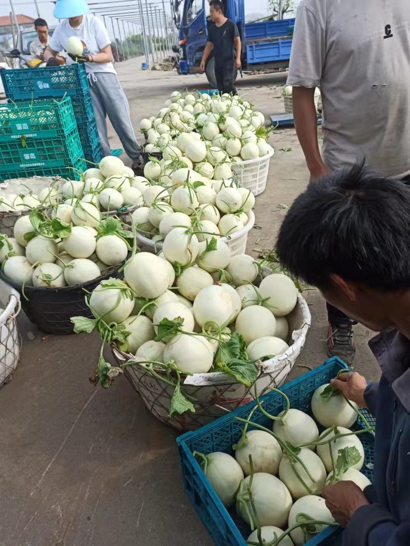 上海南汇玉姑甜瓜