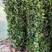 法国冬青树苗篱笆庭院绿化植物北海道冬青苗红叶石楠苗木四季
