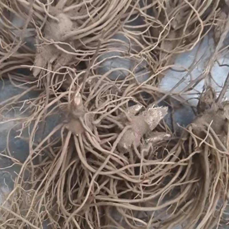 【精品】苍术种苗苗圃基地直发提供技术品质保证