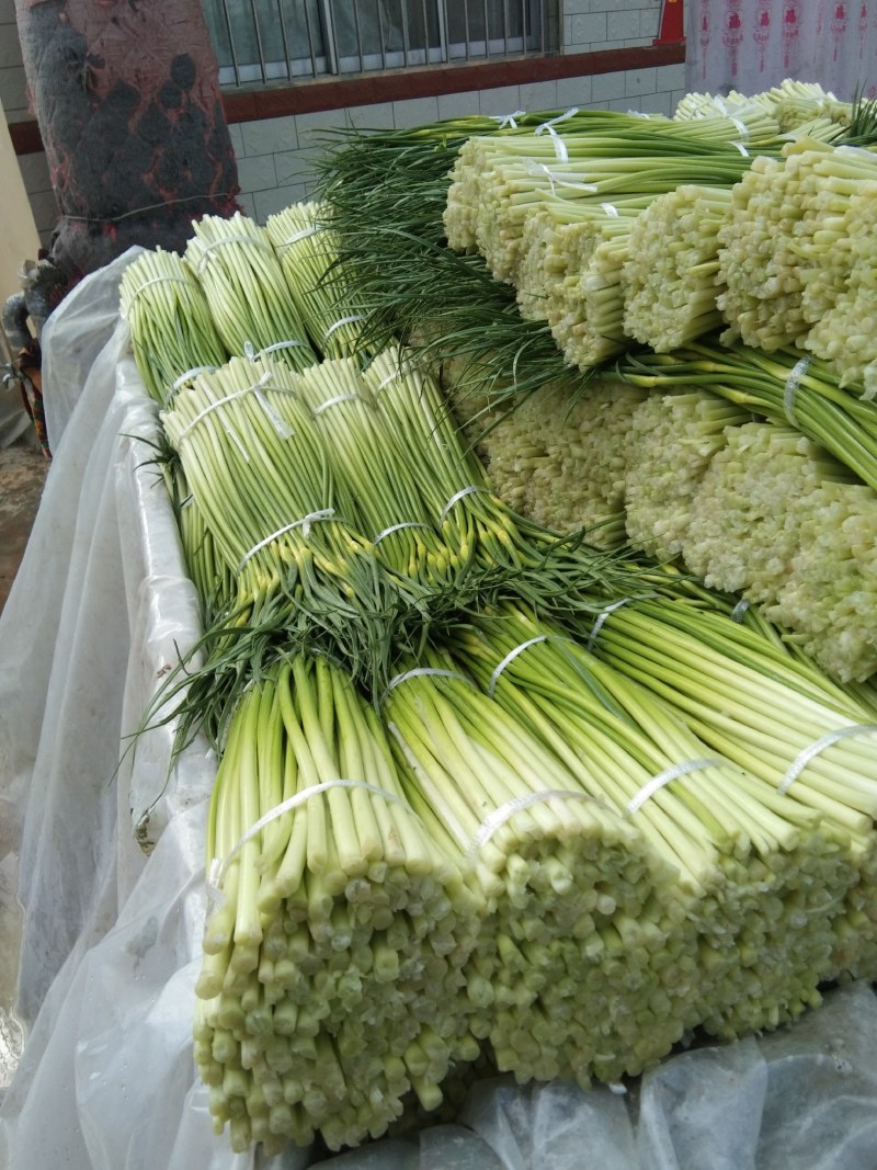 白帽蒜薹