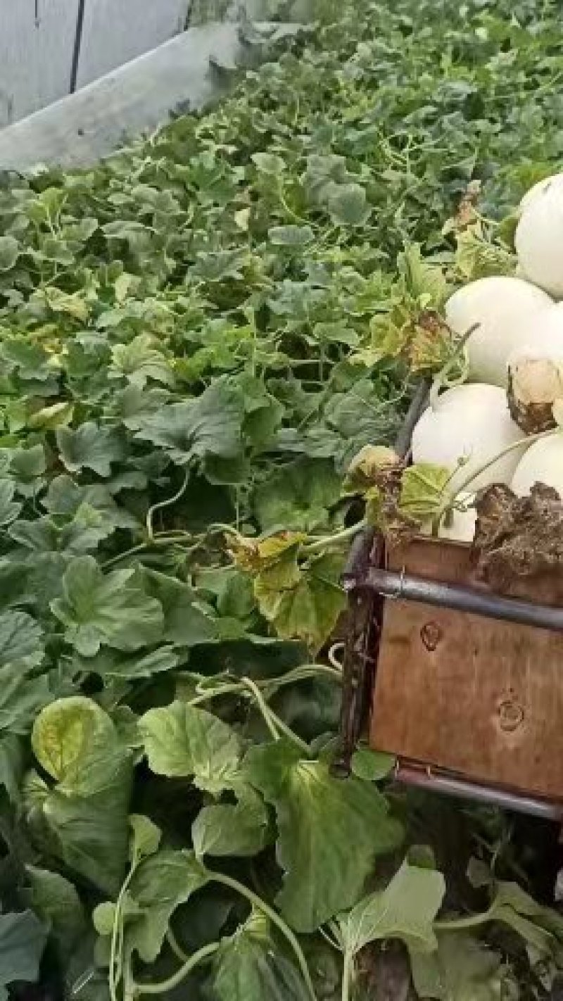 专业一件代发，电商，团购，欢迎来电咨询